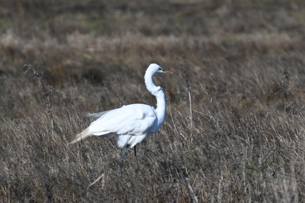 2025-04286638 Parker River  NWR, MA.JPG - Great Egret. Parker River National Wildlife Refuge, MA, 4-28-2025